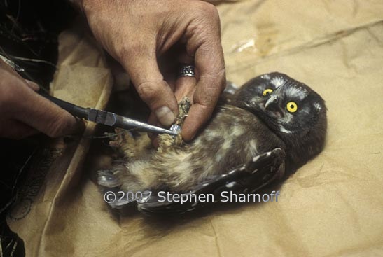 boreal owl banding graphic